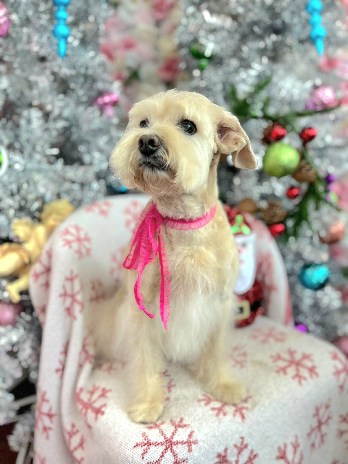 christmas dog 308