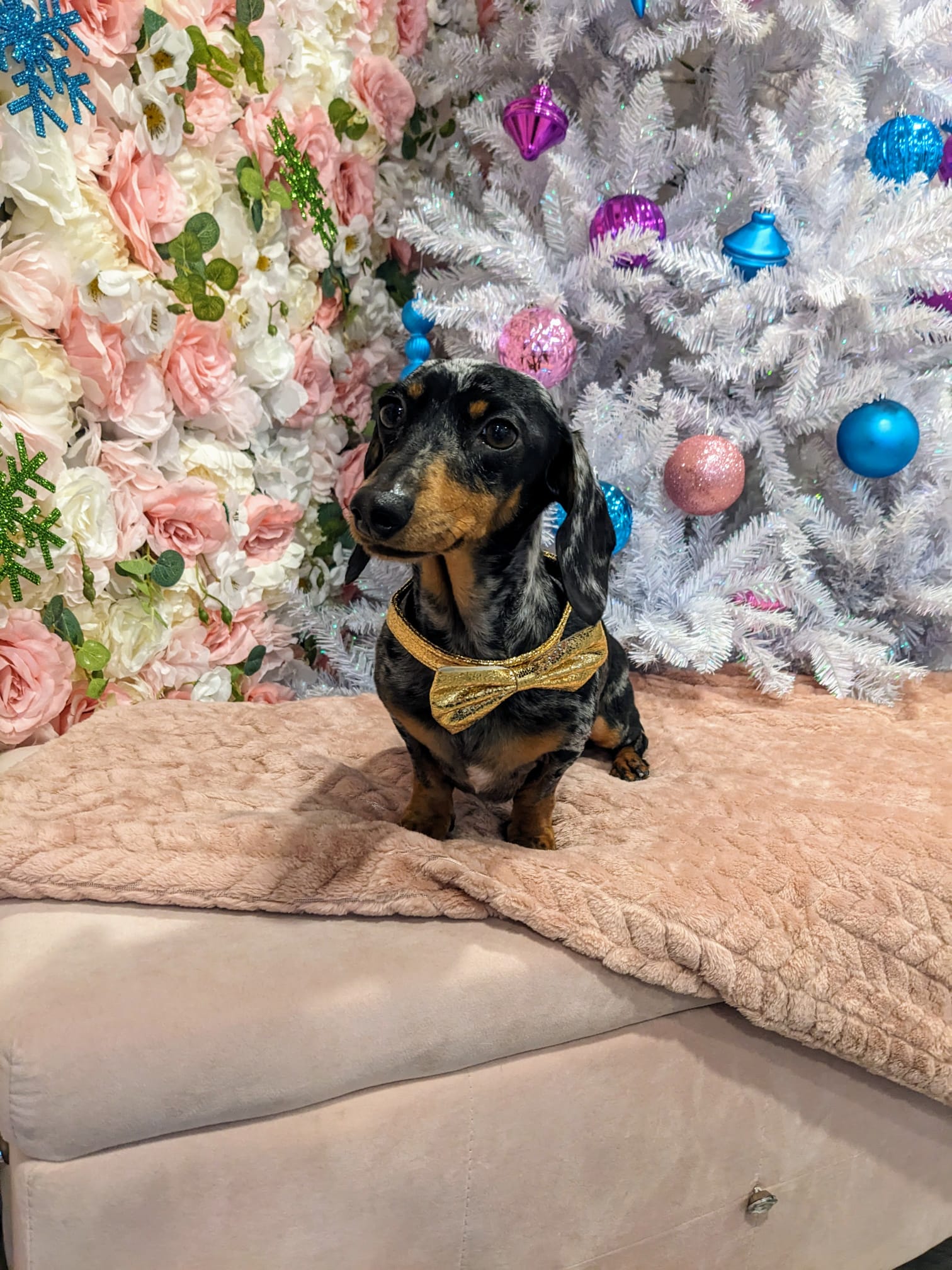 christmas dog 275
