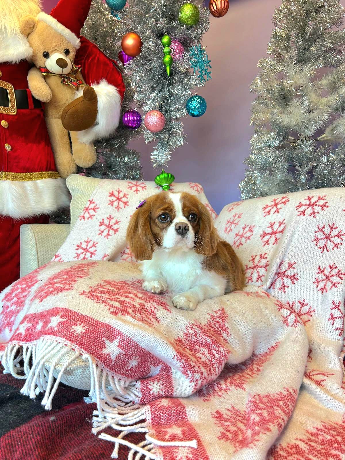 christmas dog 320