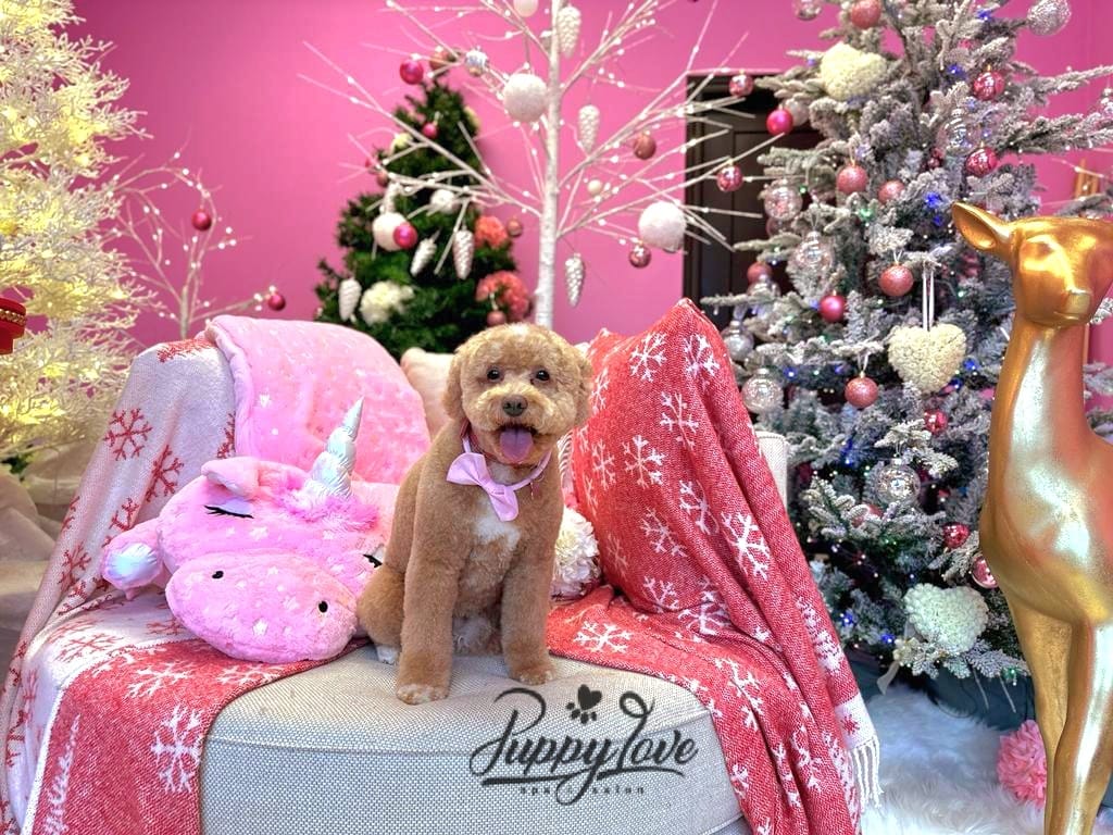 xmas dog