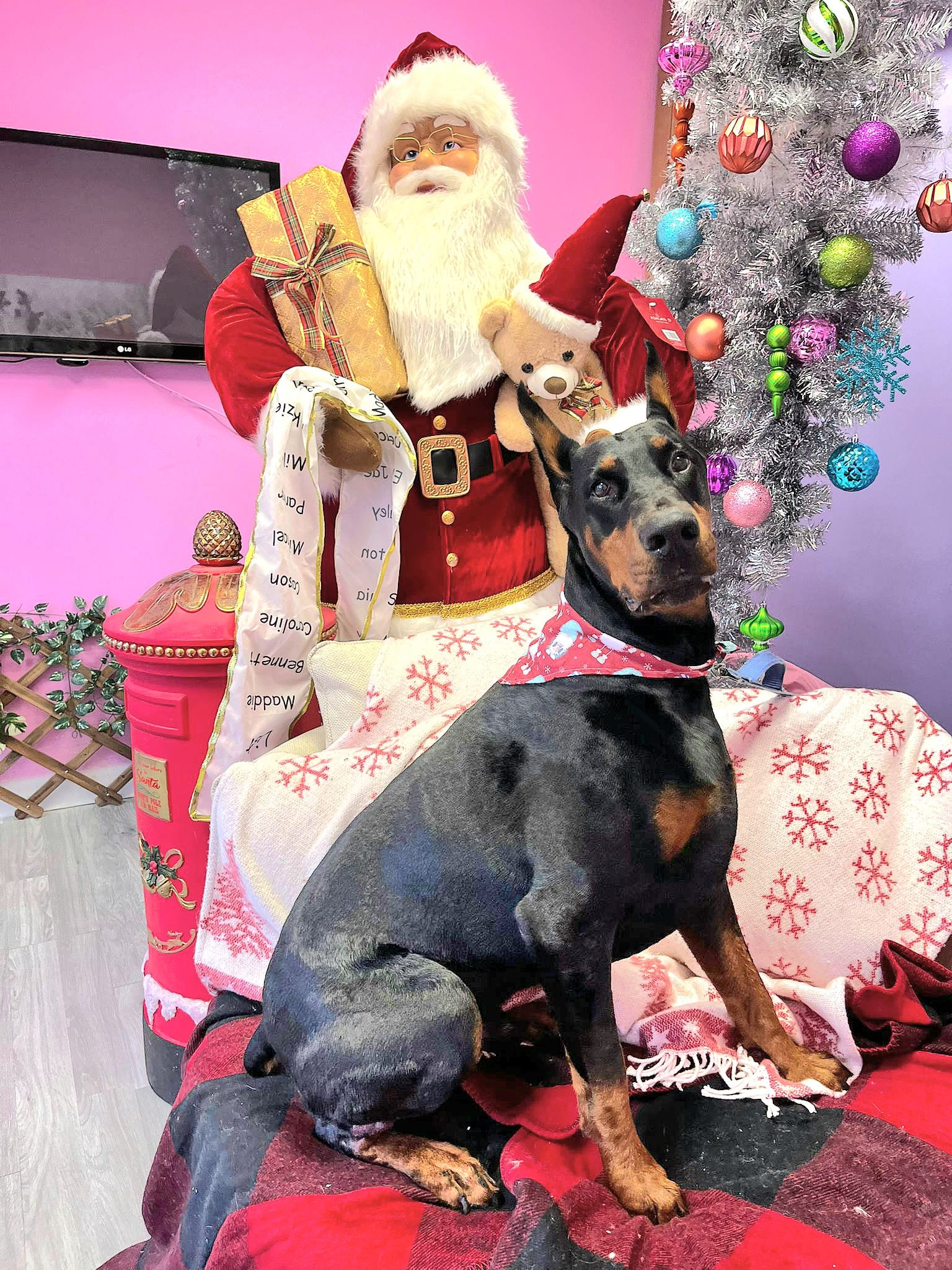 christmas dog 276
