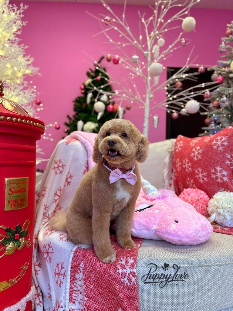 xmas dog