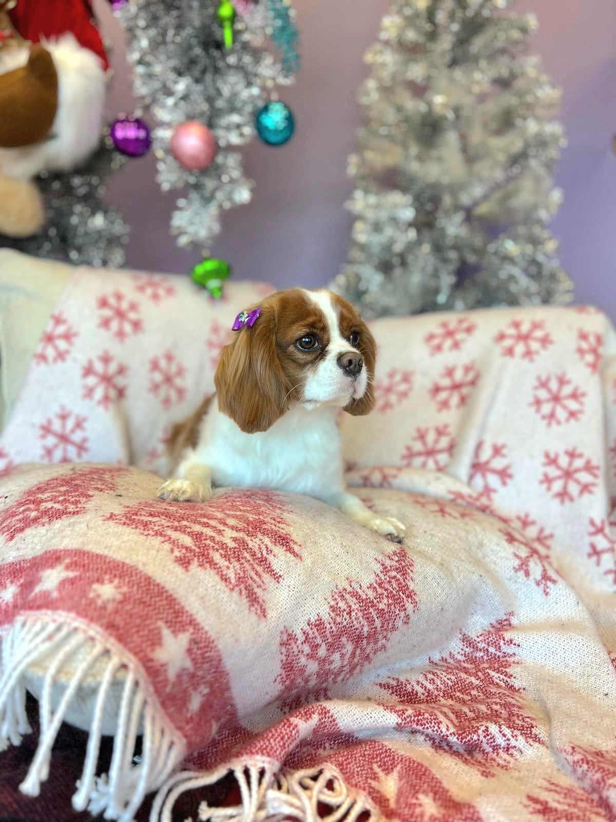 christmas dog 324