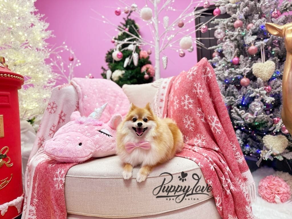 xmas dog