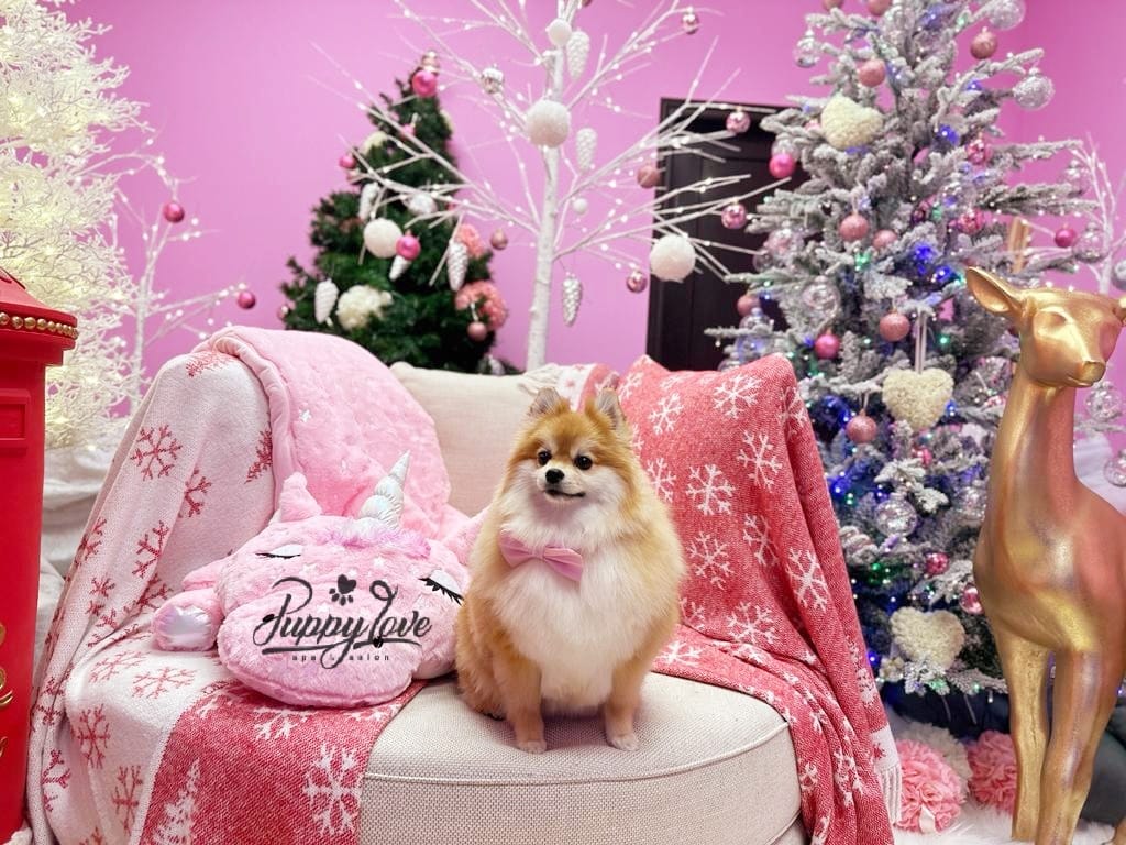 xmas dog
