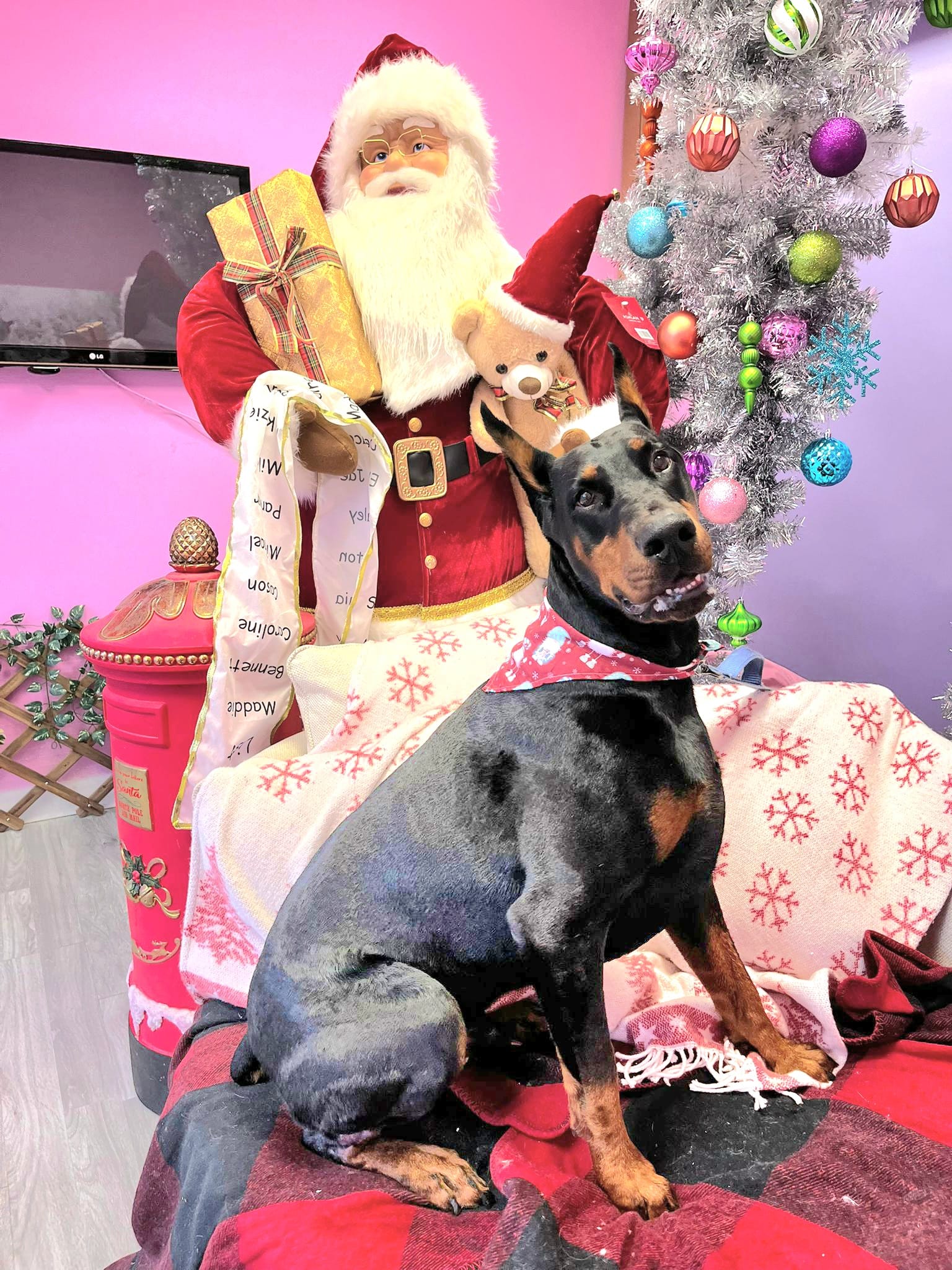 christmas dog 269