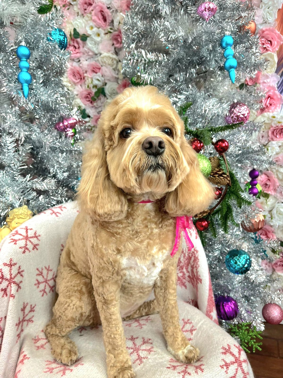 christmas dog 300