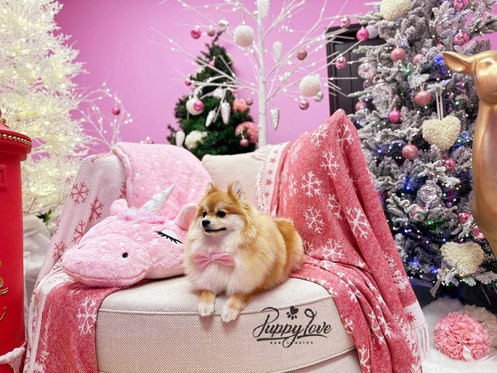 xmas dog