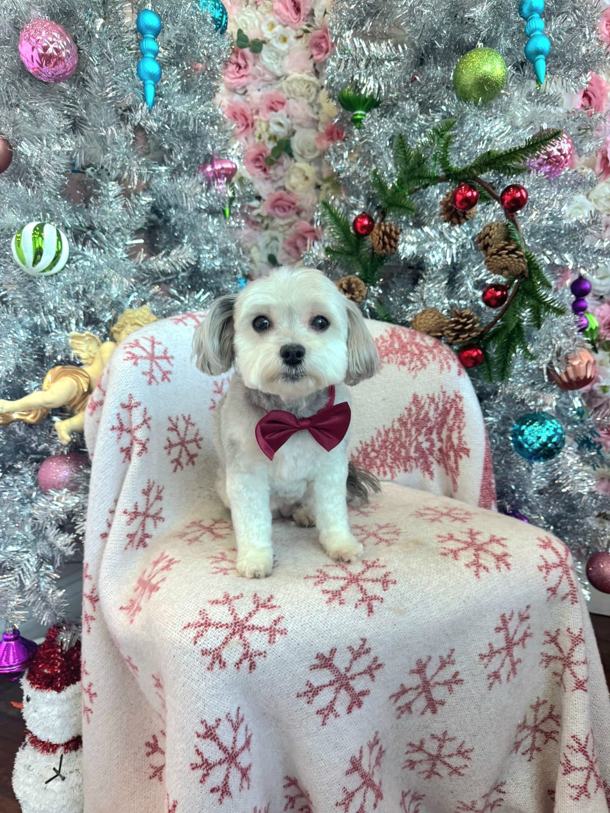 christmas dog 316