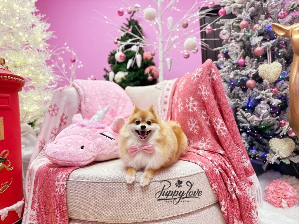 xmas dog