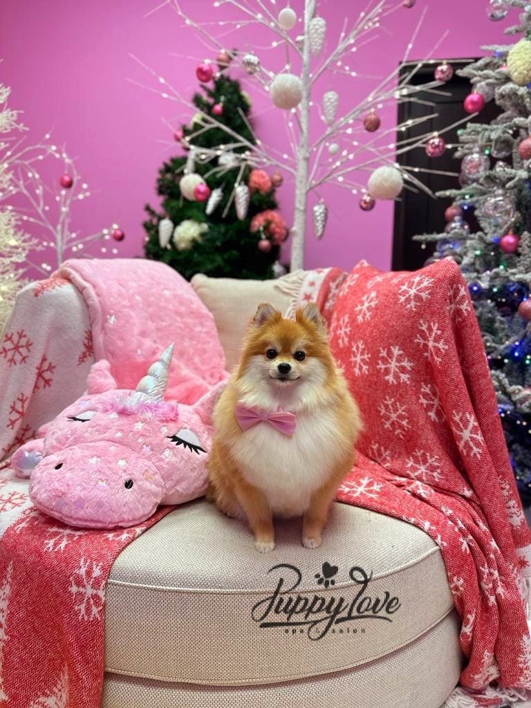 xmas dog