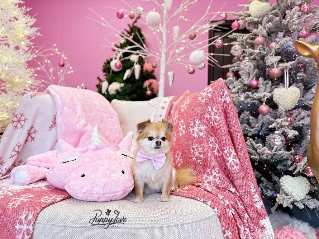 xmas dog