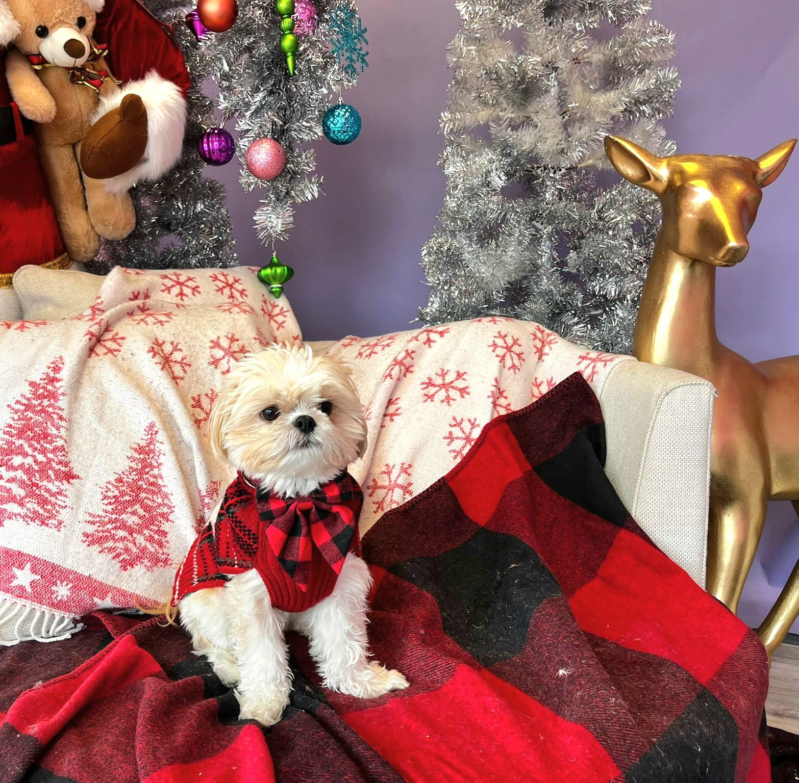 christmas dog 281