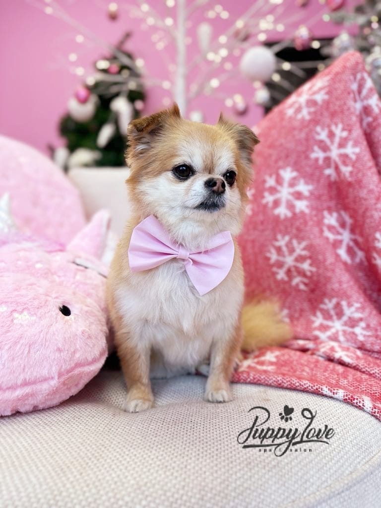 xmas dog