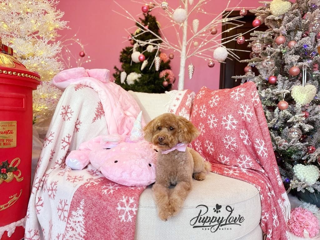xmas dog