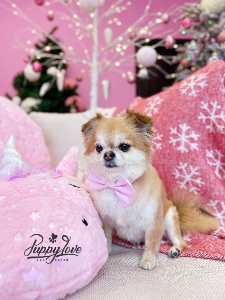 xmas dog