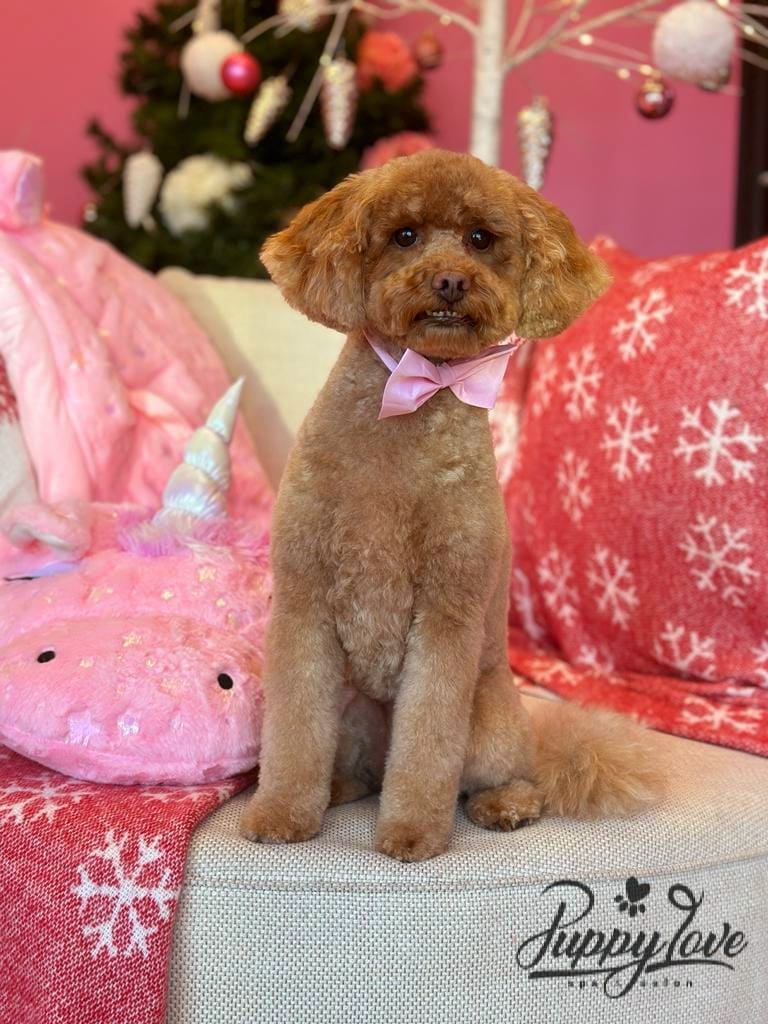xmas dog