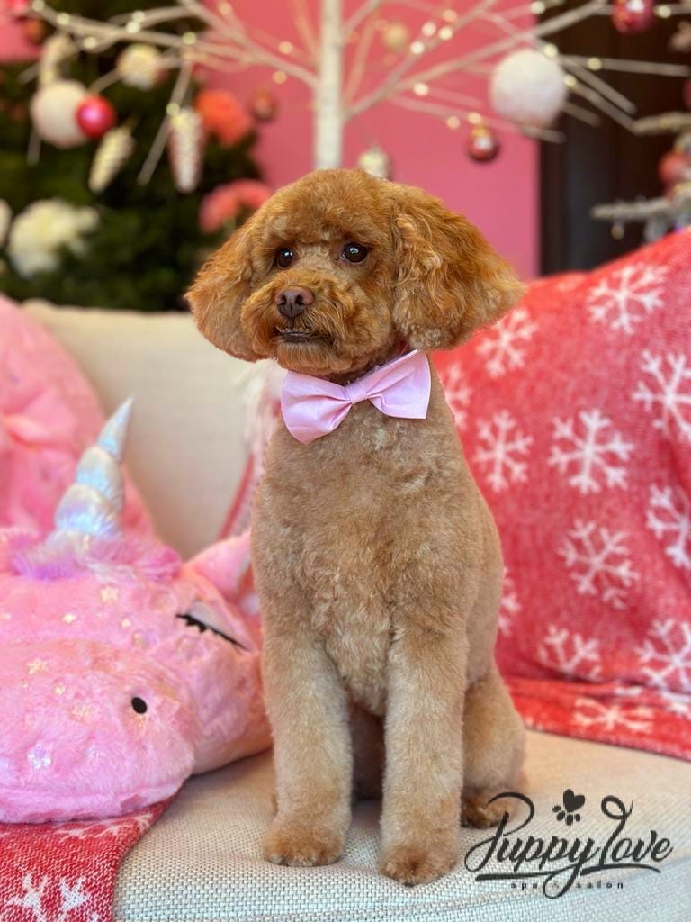 xmas dog