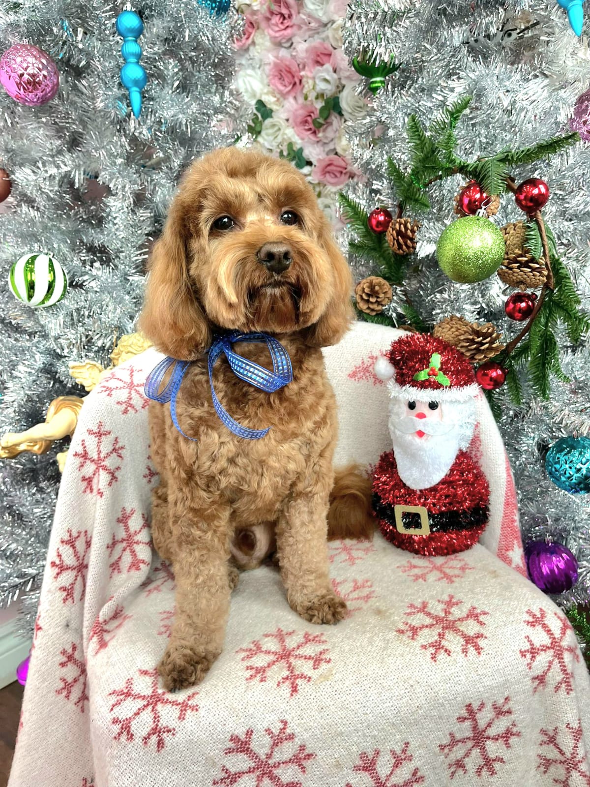 christmas dog 312