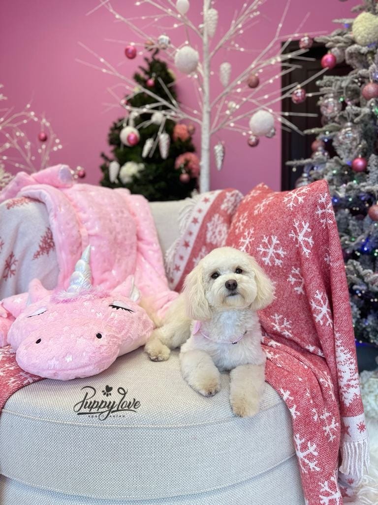 xmas-dog-9