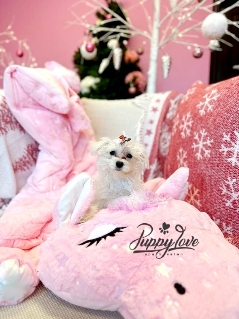 xmas dog