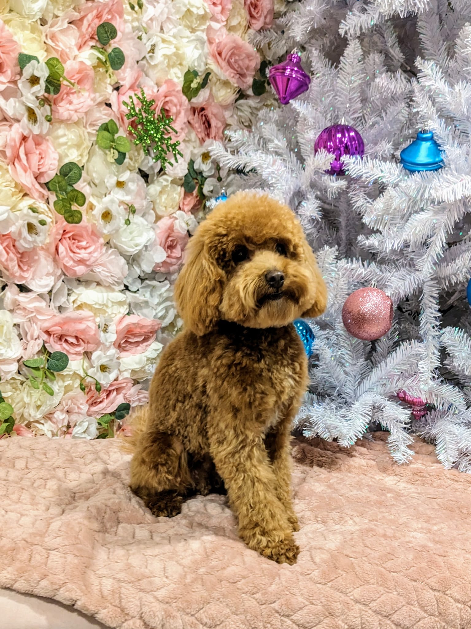 christmas dog 270