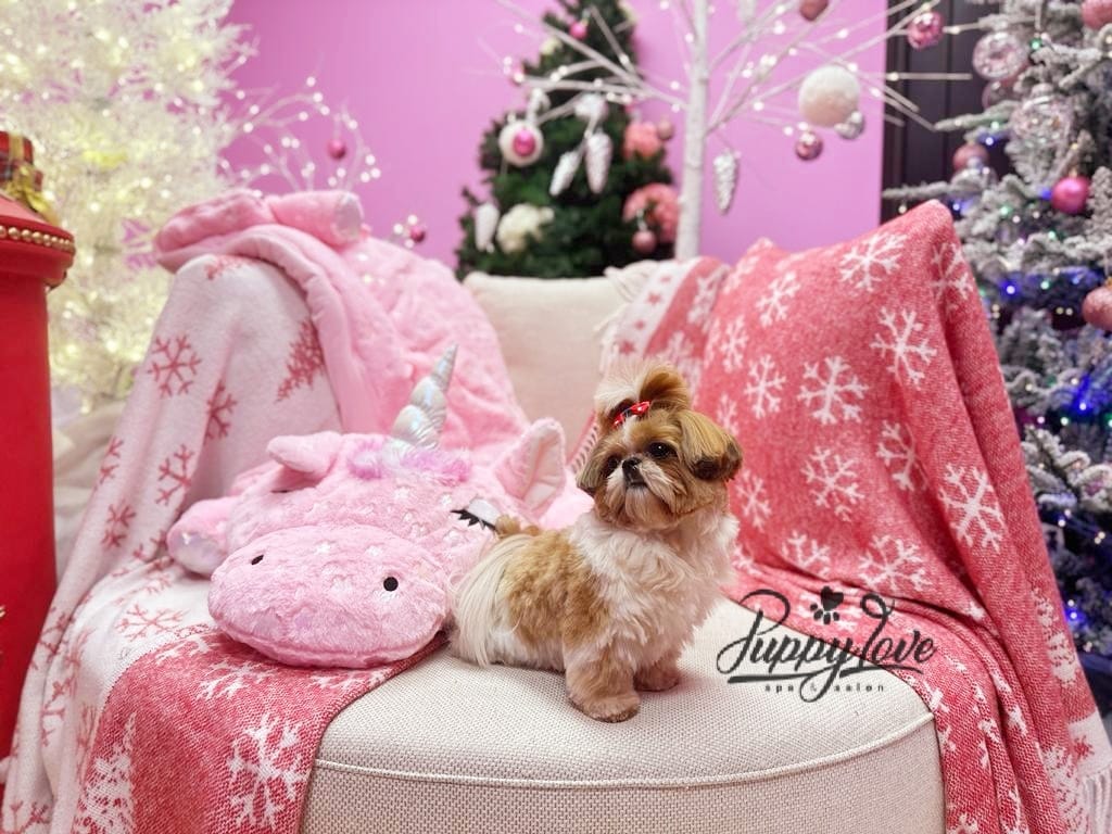 xmas dog