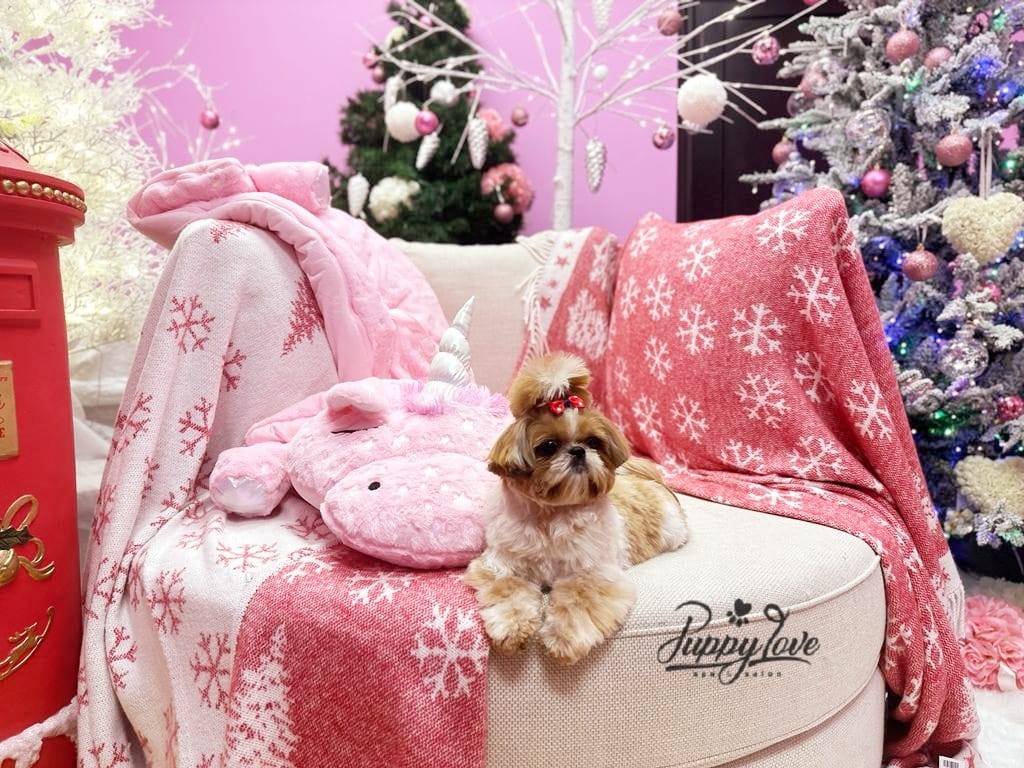 xmas dog