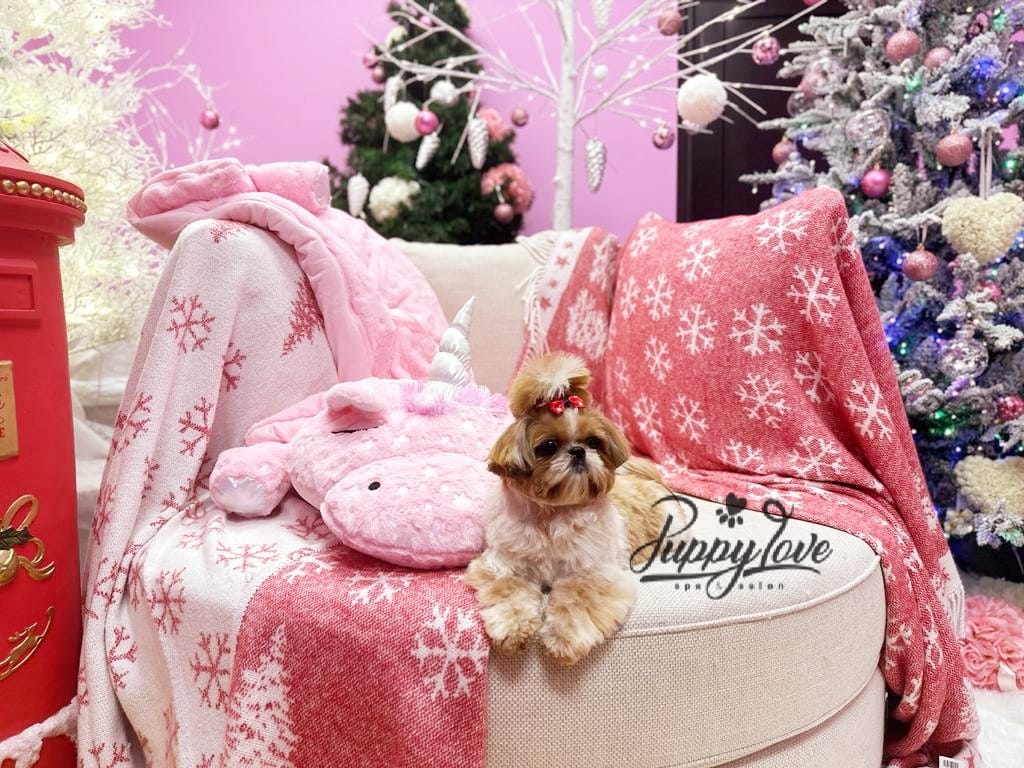 xmas dog
