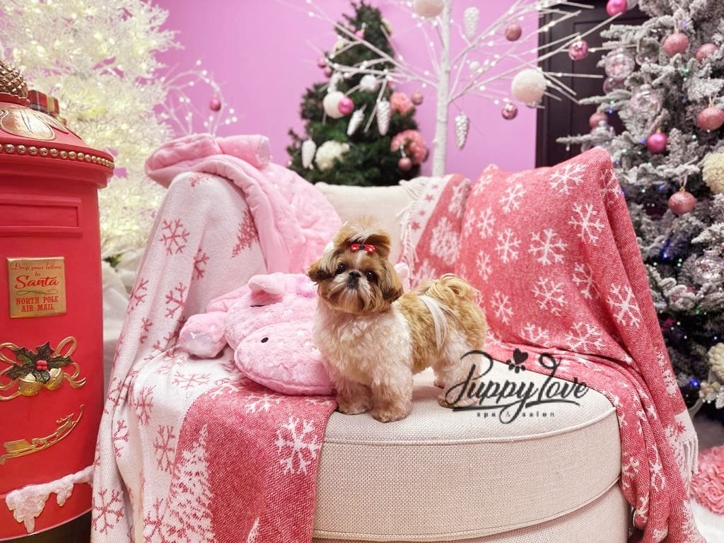 xmas dog