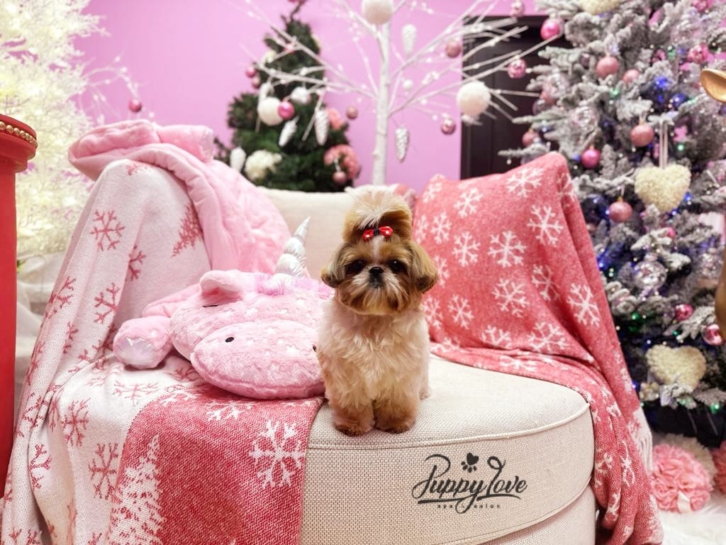 xmas dog