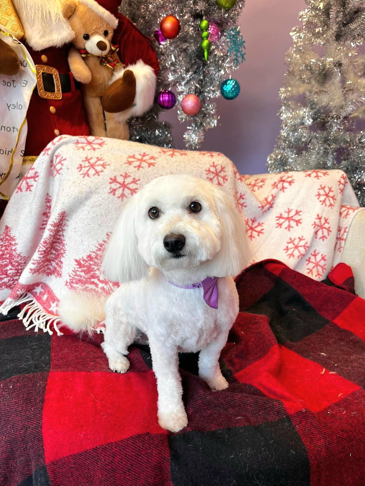 christmas dog 282