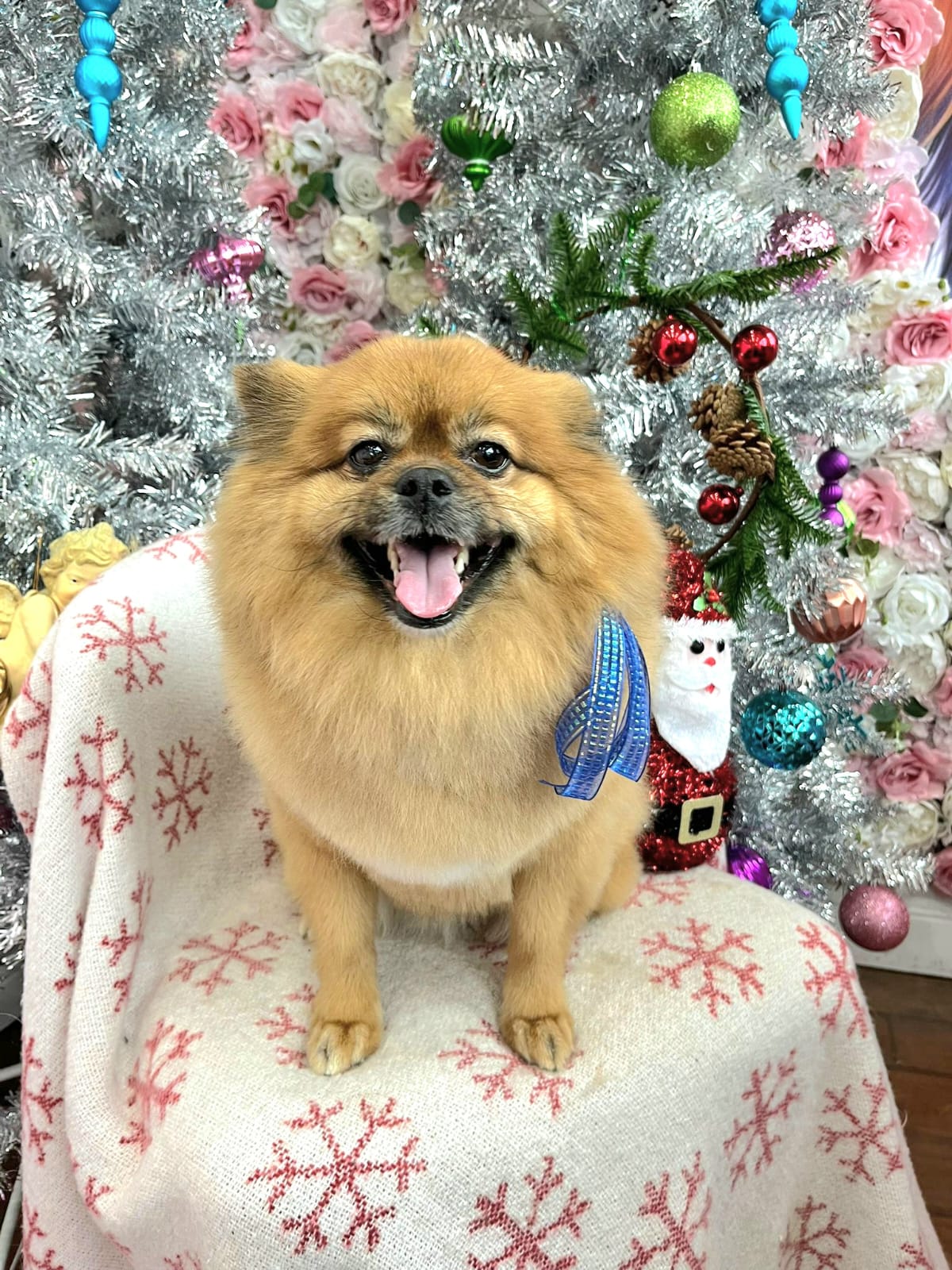 christmas dog 307