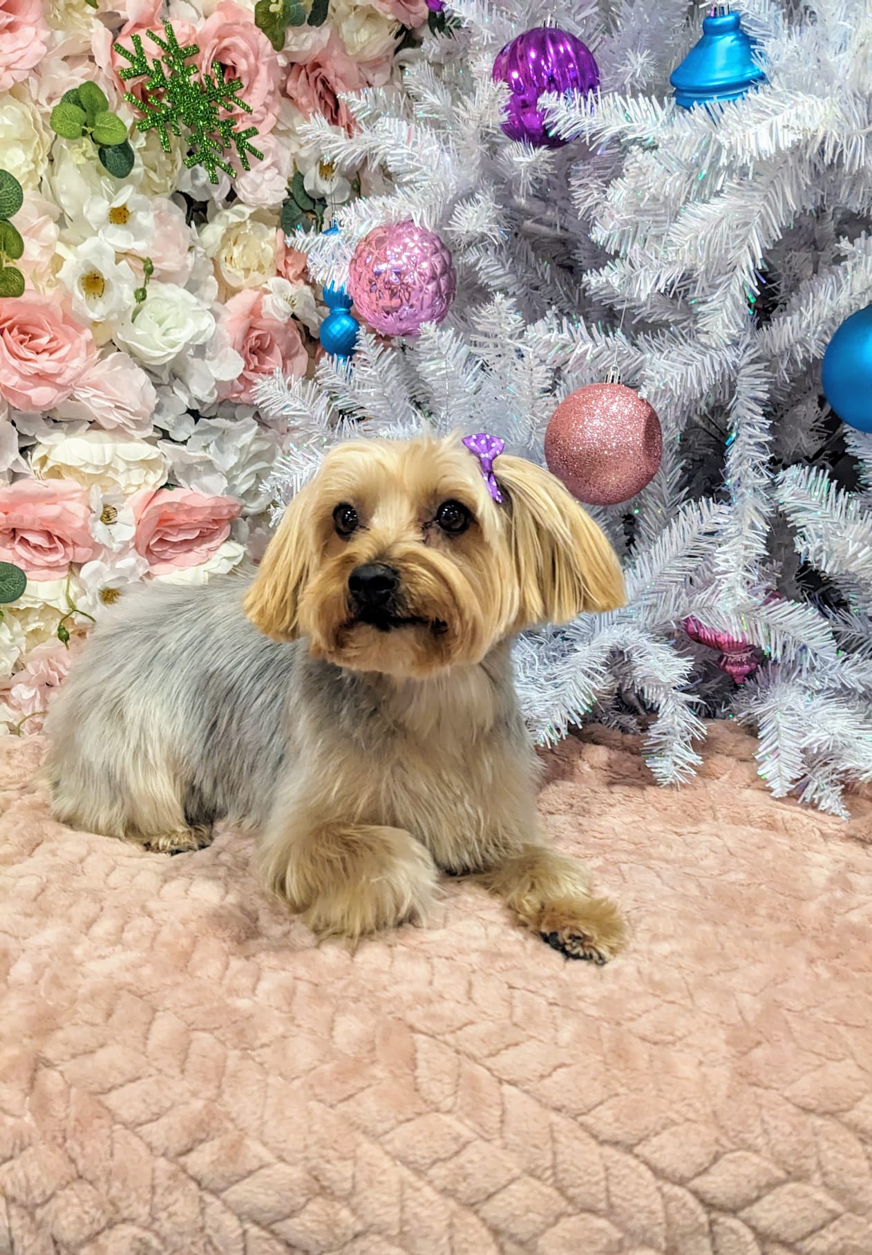 christmas dog 283