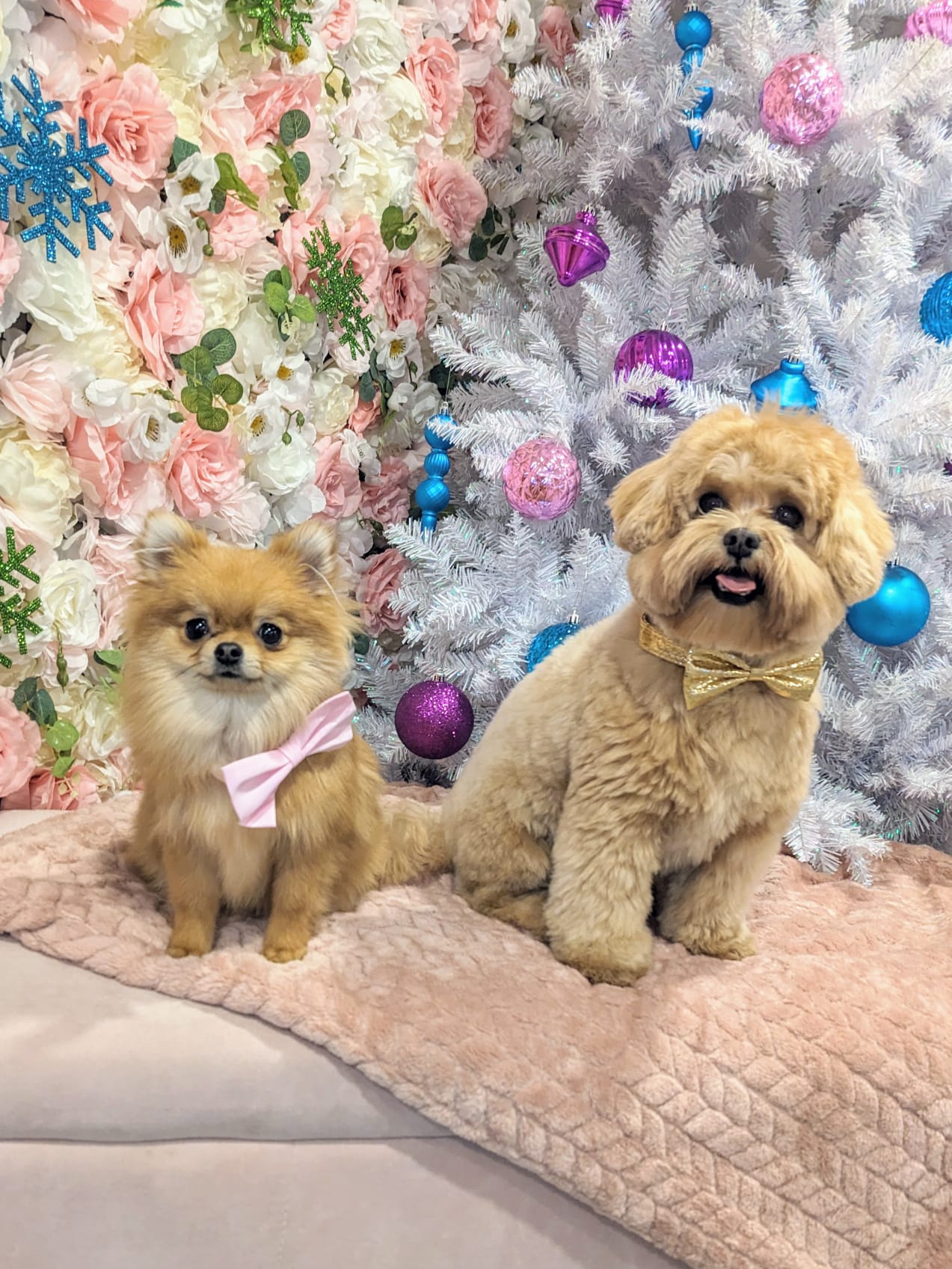 christmas dog 284