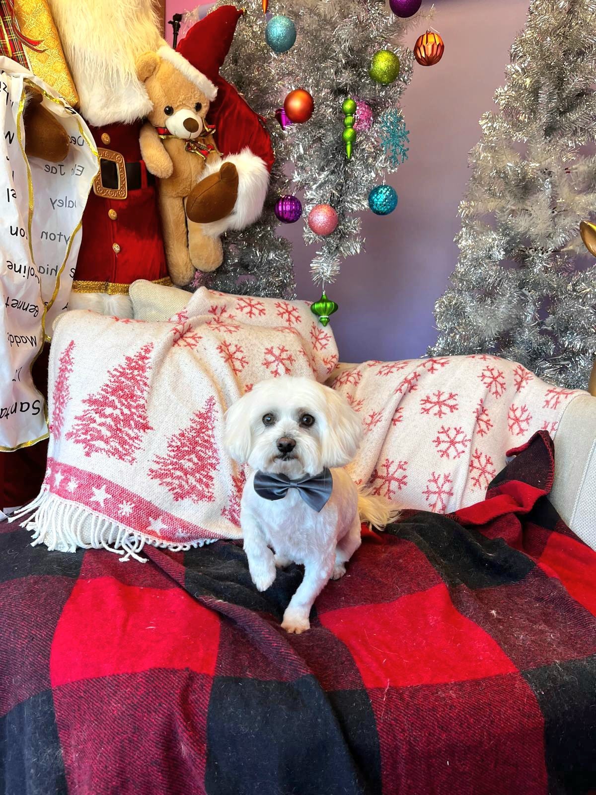 christmas dog 285
