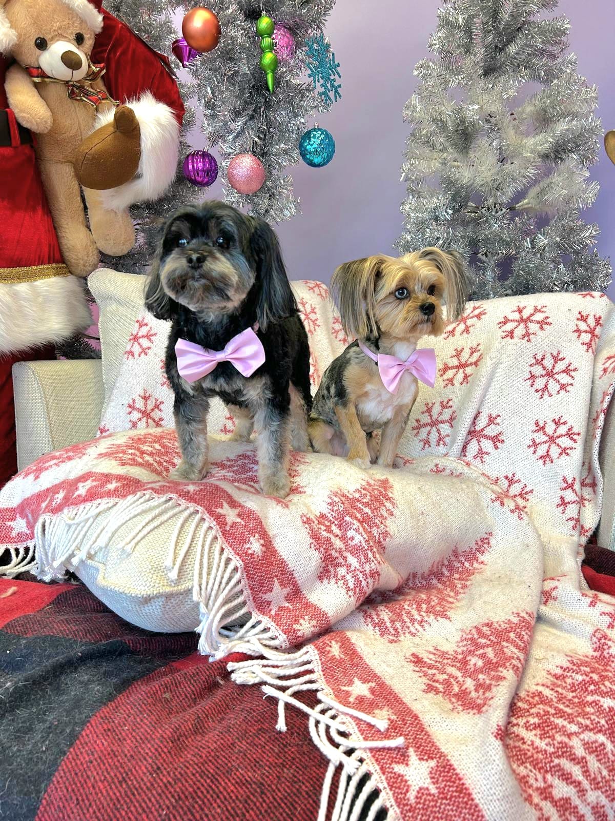 christmas dog 322