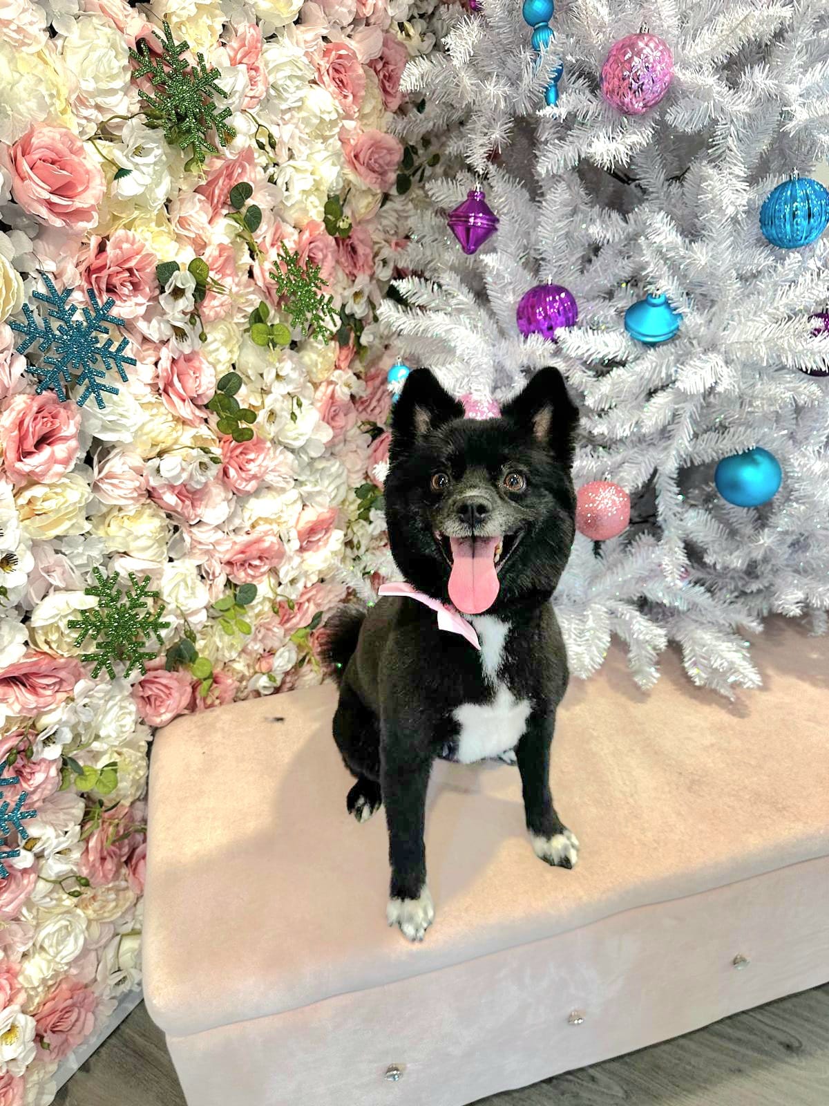christmas dog 286