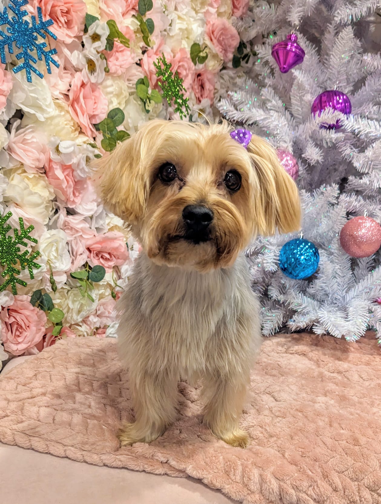 christmas dog 288