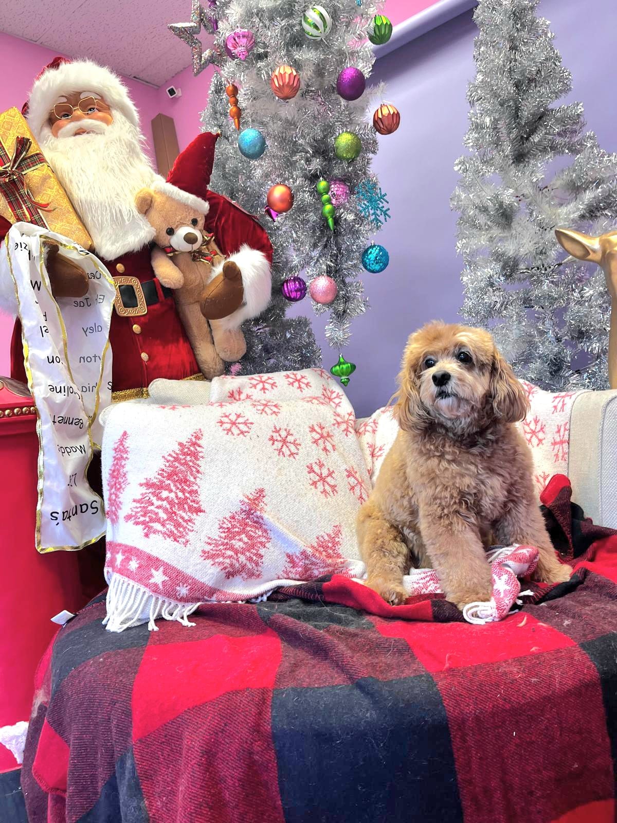 christmas dog 289