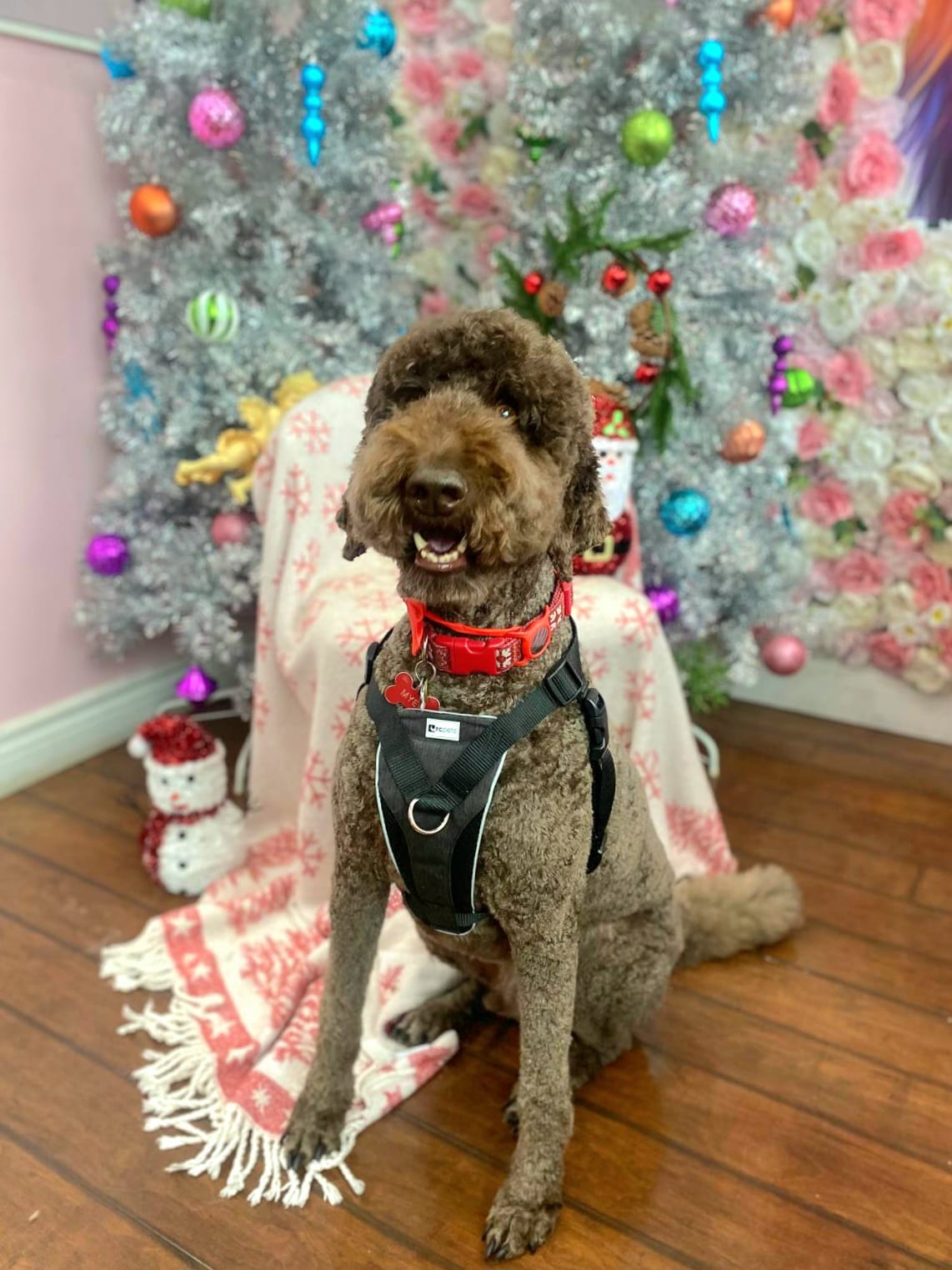 christmas dog 313