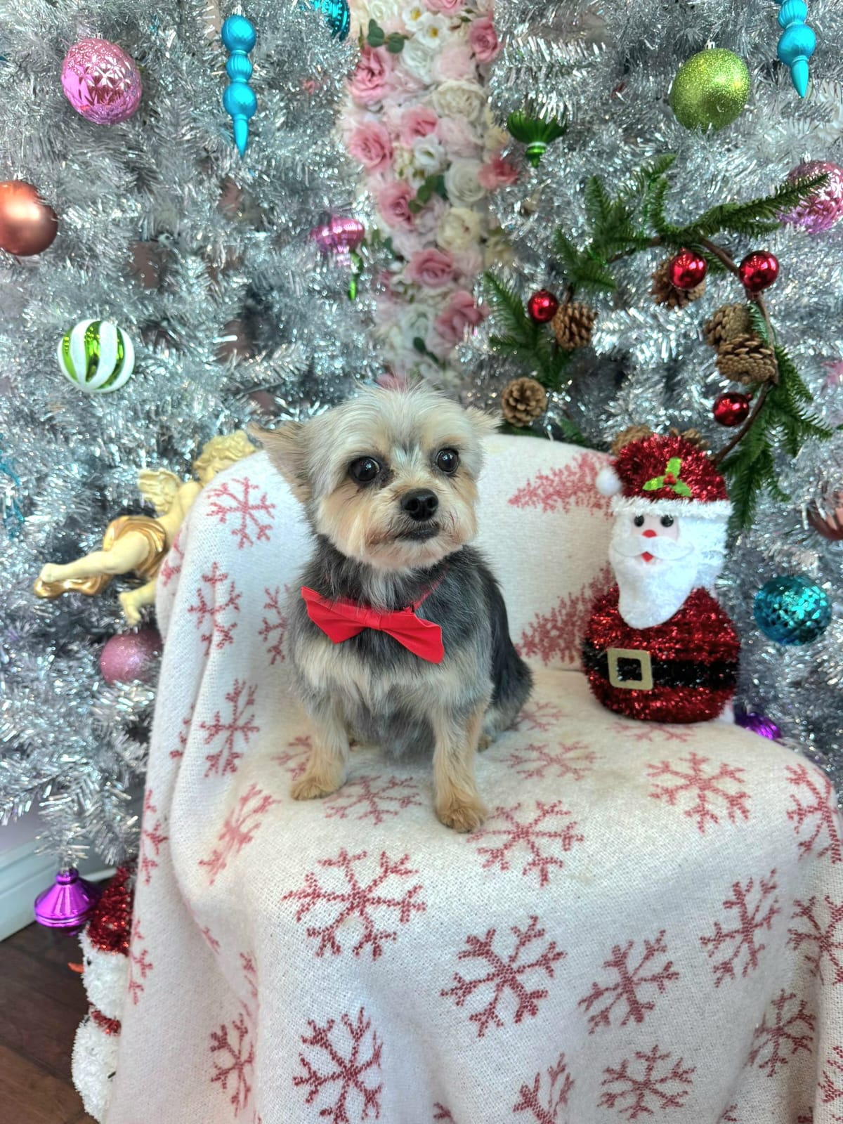 christmas dog 317