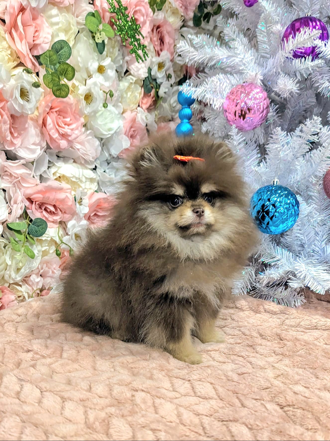 christmas dog 290
