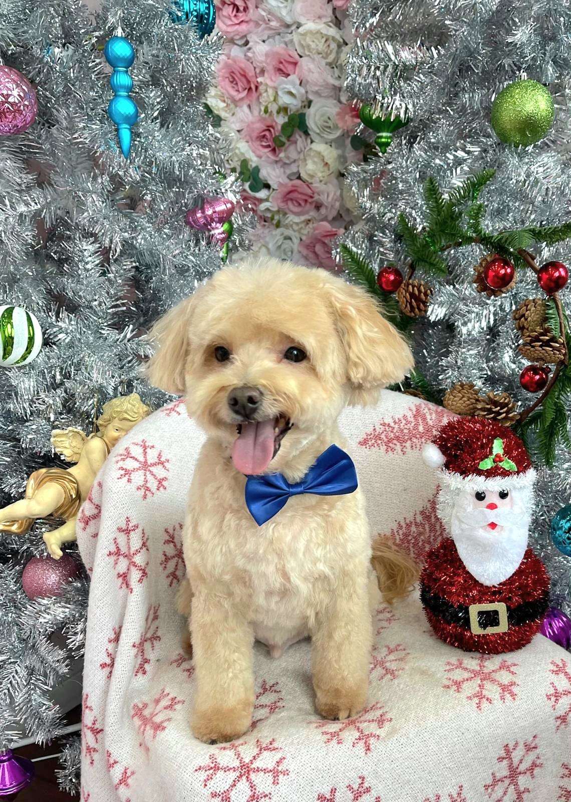 christmas dog 303