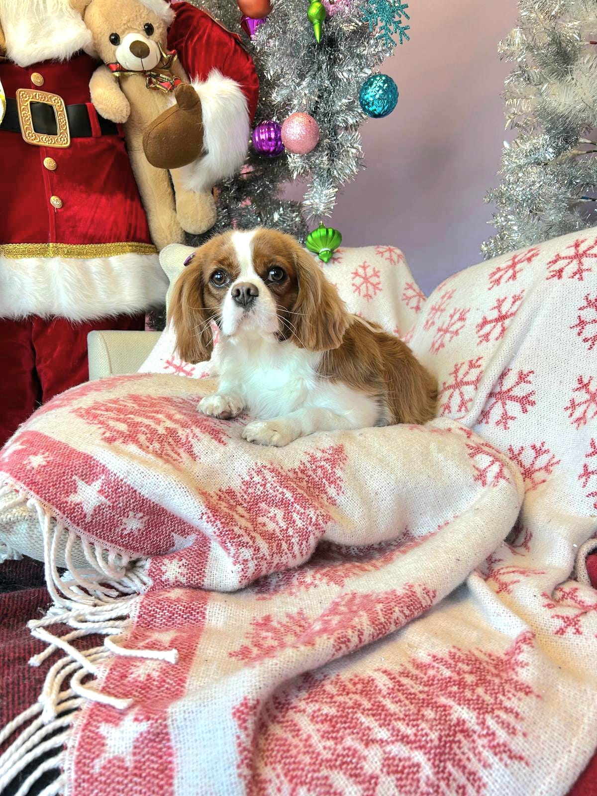 christmas dog 323