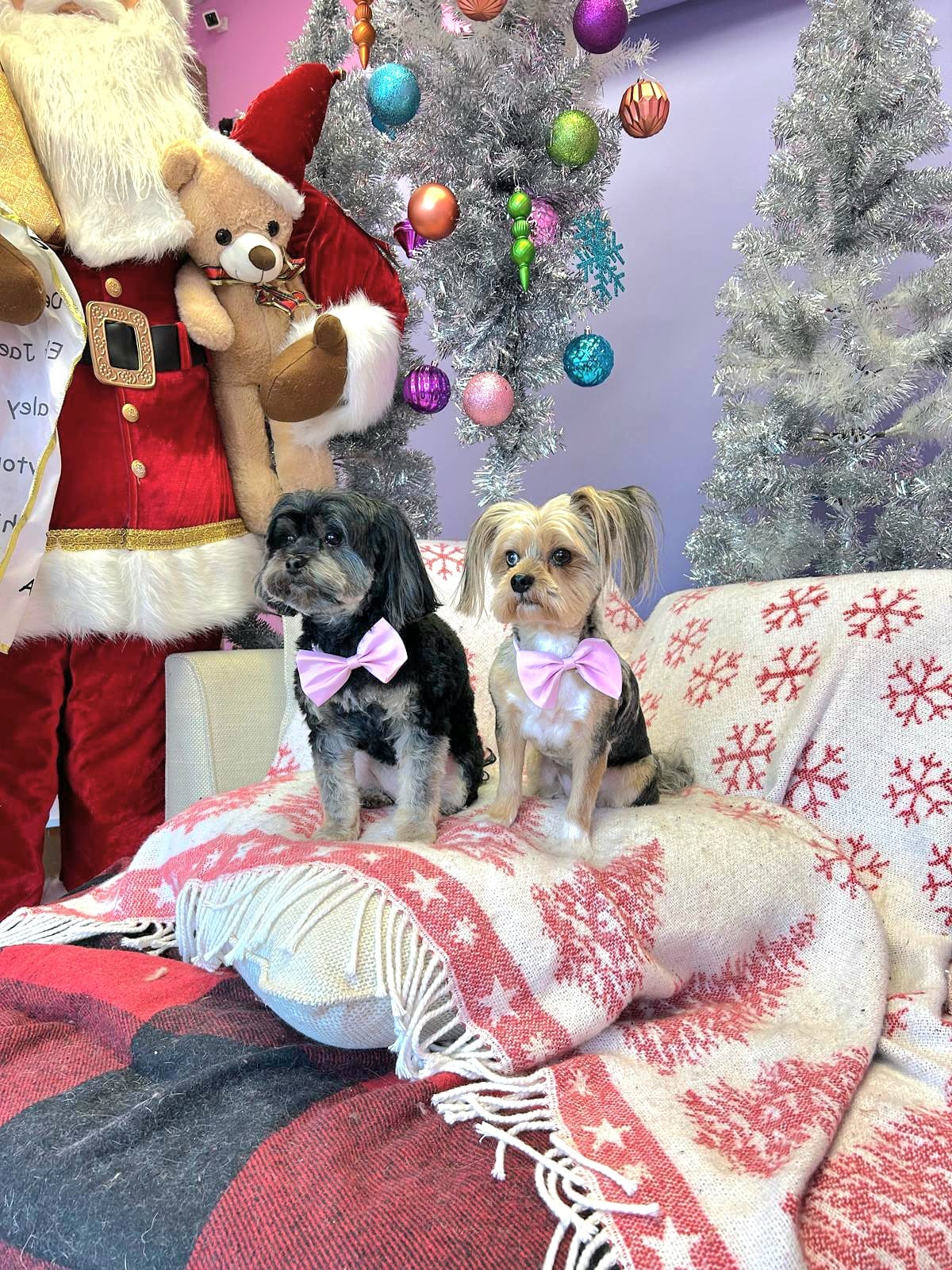 christmas dog 319