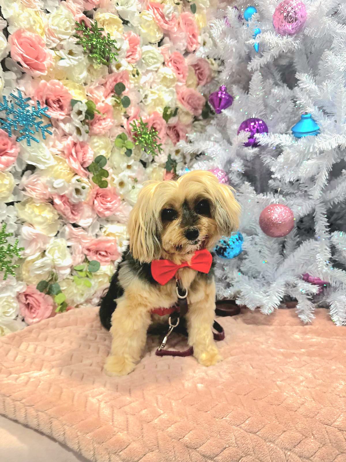 christmas dog 292