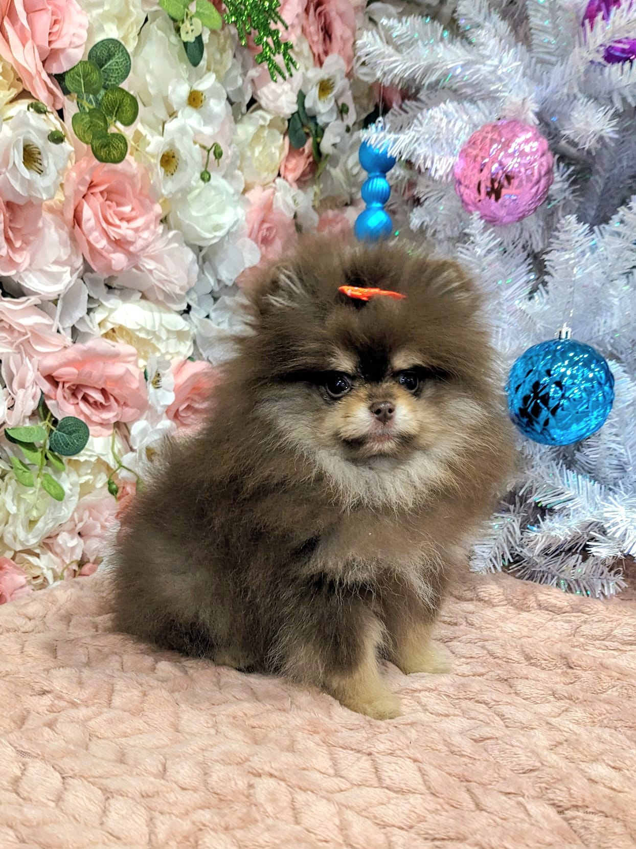 christmas dog 293