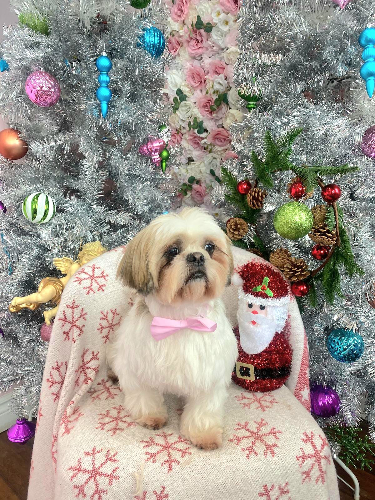 christmas dog 310