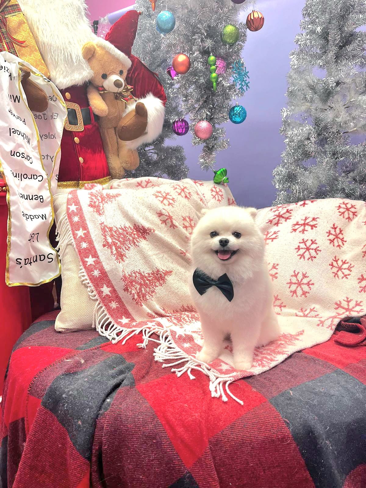 christmas dog 294
